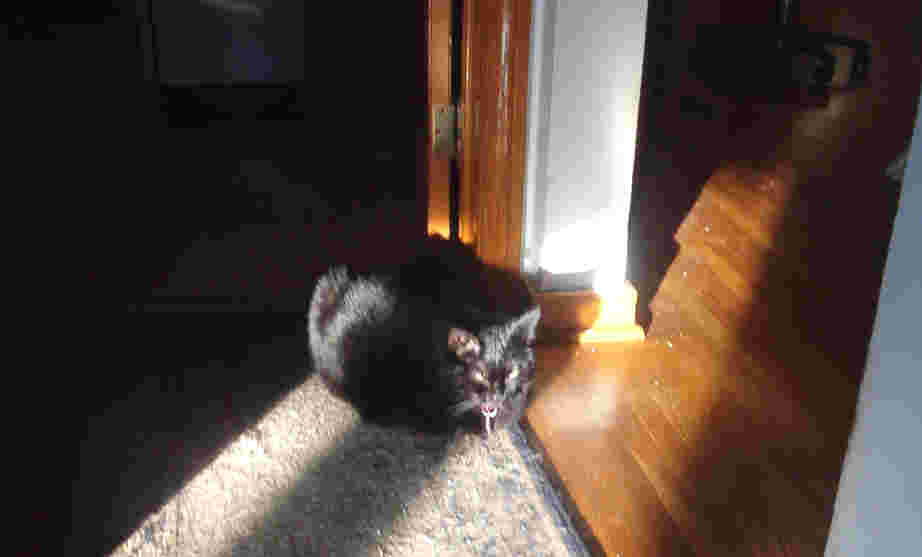 Star in the sun