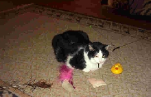 Which toy should I play with first?