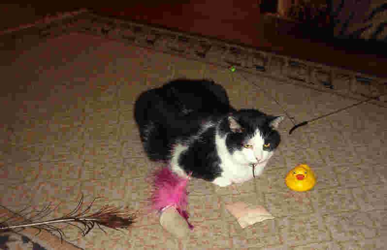 Which toy should I play with first?