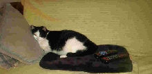 Quentin napping