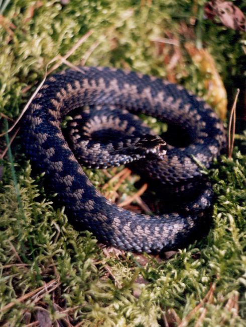 Vipera berus3.Belarus