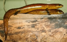 Riopa corpulenta skink