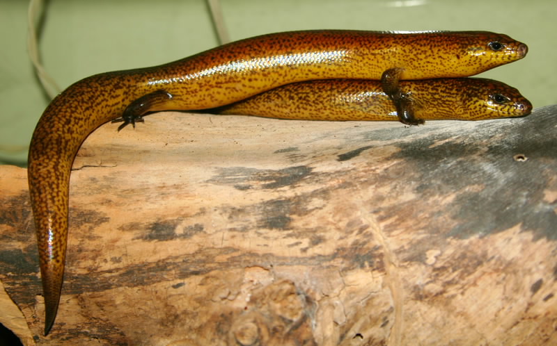 Riopa corpulenta skink