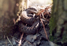 Vipera berus.Belarus