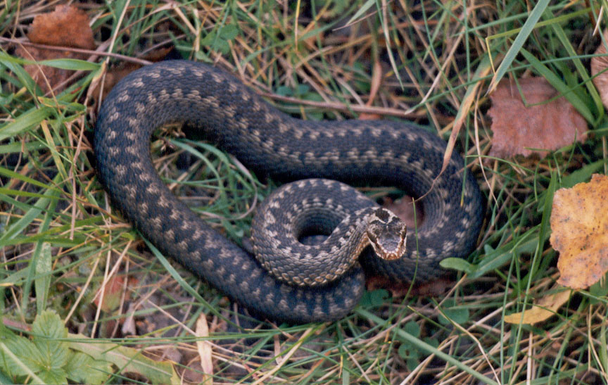 Vipera berus.Belarus