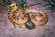 Tri-color Bull