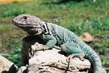 Big Male