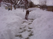 Path to the boys tree stump