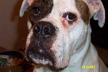 Diesel
