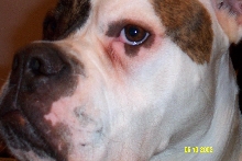 Diesel #3
