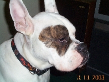 Diesel #4