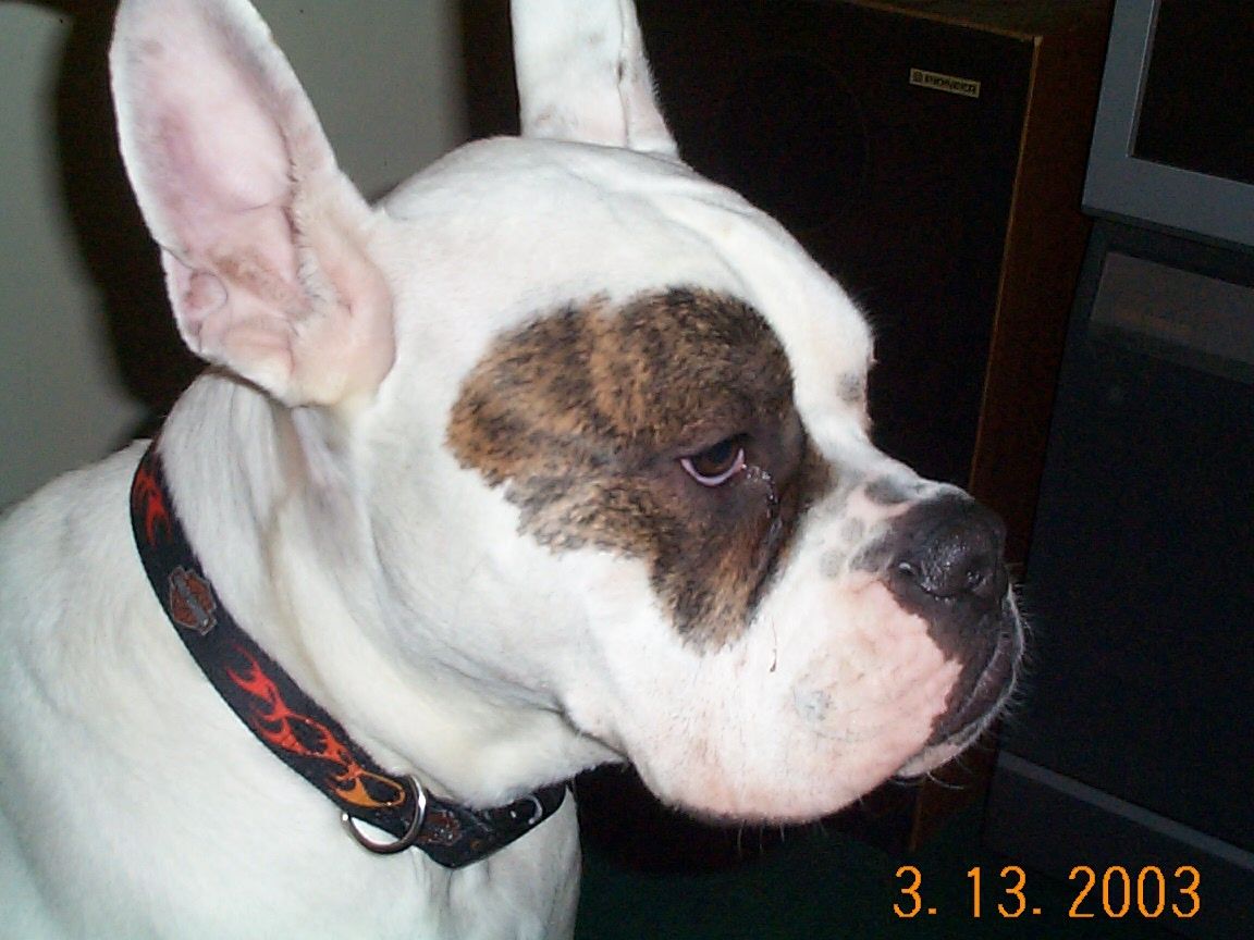 Diesel #4