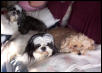 Buddies relaxing