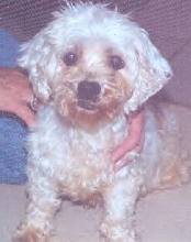 Here's Amelia