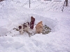 Becker did you hear something.  I cn't see over this danged snow.
