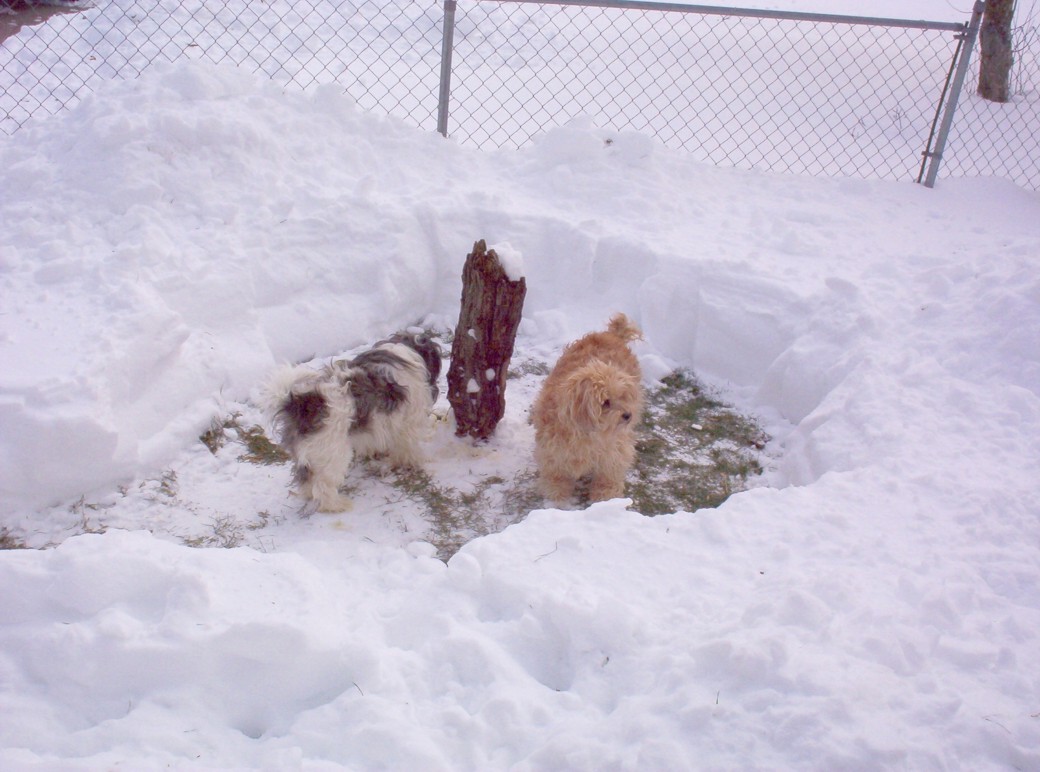 Becker did you hear something.  I cn't see over this danged snow.