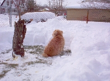 Boomer looking at snow