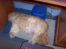 Boom under the puter desk