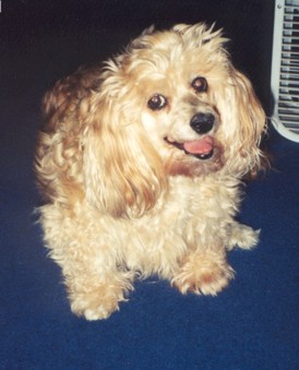 Happy Boomer