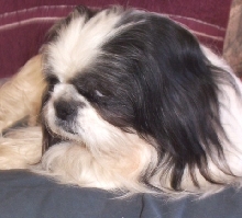 Grumpy Tootles