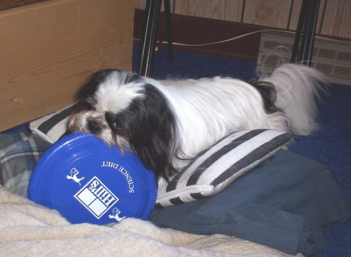 Frisbee Tootles