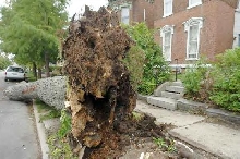 Sandy's Tree