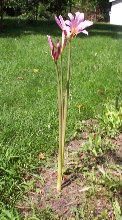 Spooky Flower