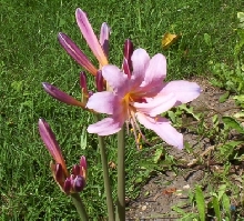 Spook Lilly Bloom