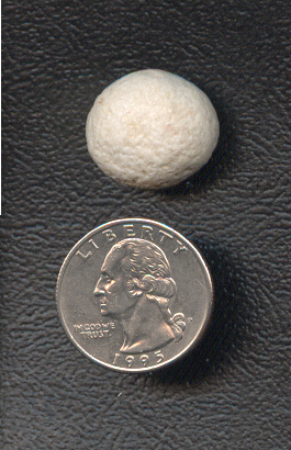 One of two bladder stones this size removed from Tootles