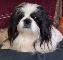 Tootles White Beard