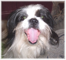 Tootles Yawning