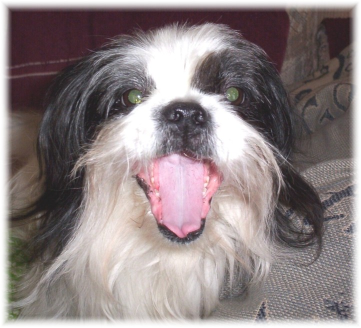 Tootles Yawning