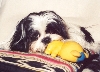 Tootles chewing toy