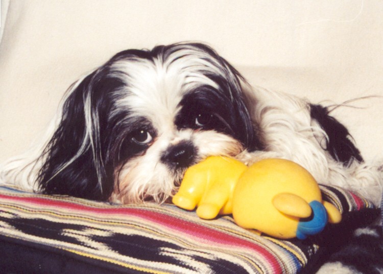 Tootles chewing toy