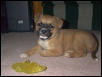 jasper @ 9 wks