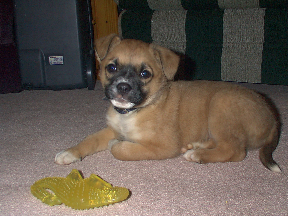jasper @ 9 wks