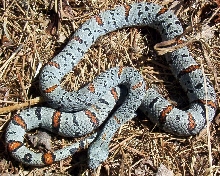 "Blue" River rd. Male Alterna