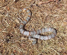 Female River rd. Alterna