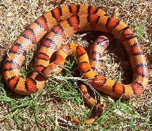 Orange male leonis thayeri