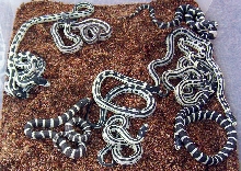 Cali king Hatchlings