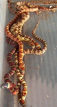 Pre-shed hatchling thayeri