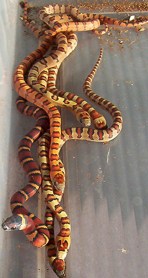 Pre-shed hatchling thayeri