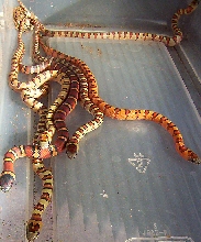 Pre-shed hatchling thayeri