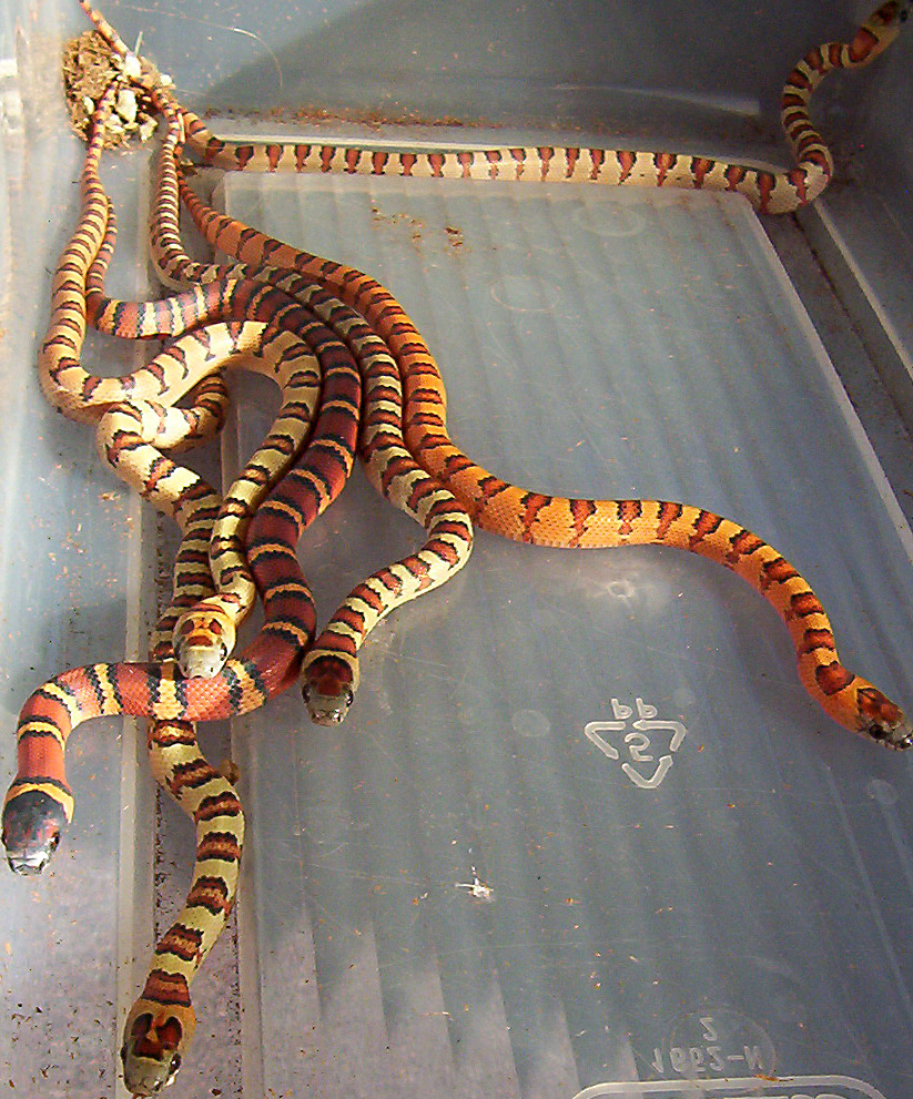 Pre-shed hatchling thayeri