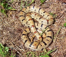 DV female