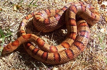 Mildred
