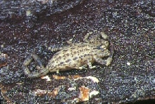 Japanese Scorpion?
