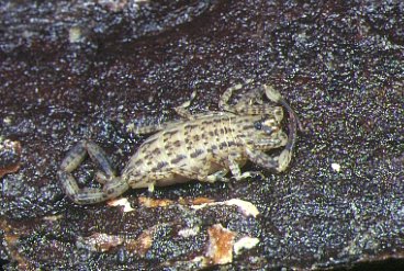 Japanese Scorpion?
