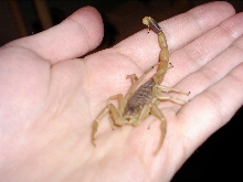 my Death Stalker (pic #2)