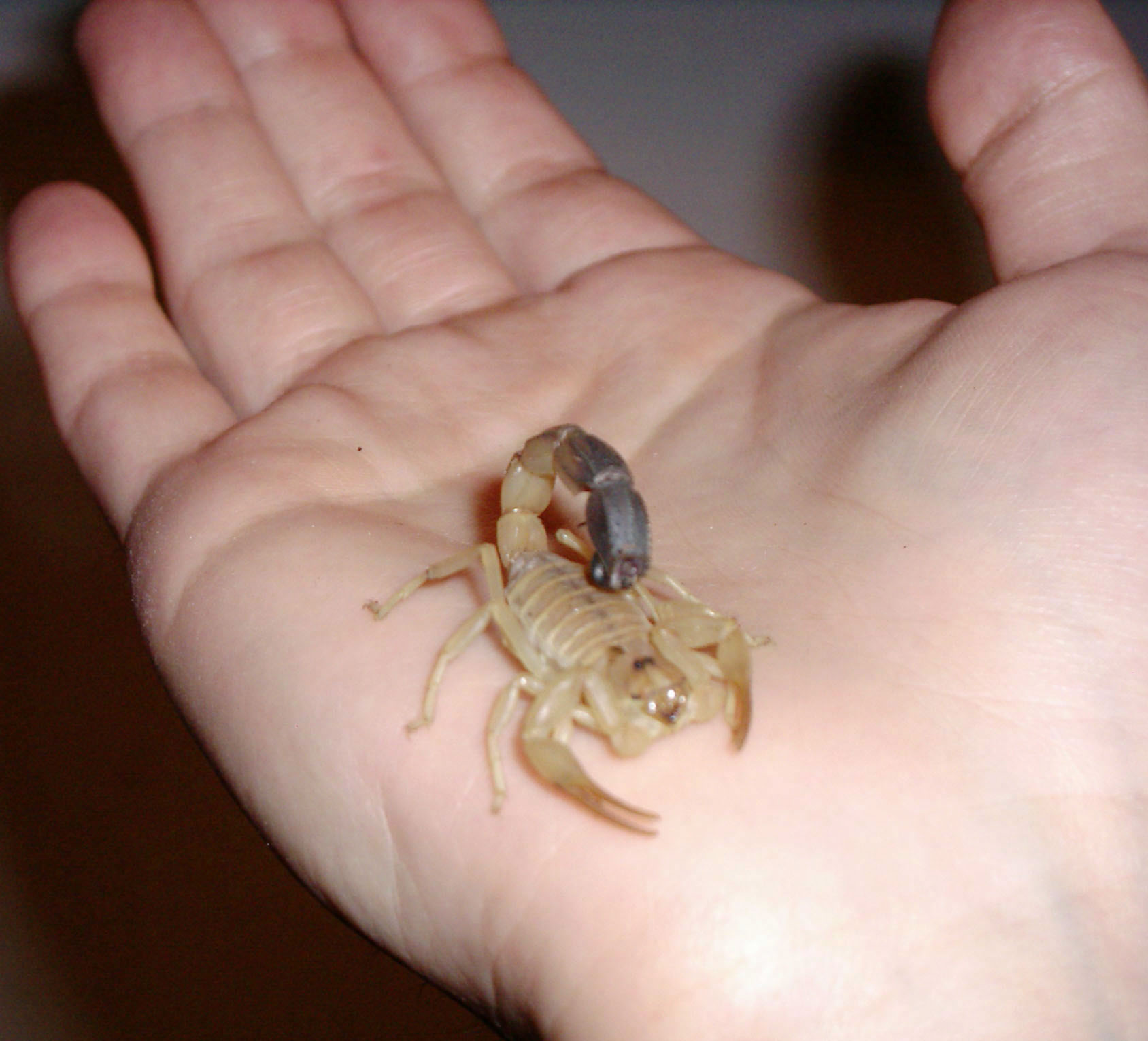 my Fat tailed  yellow Androctonus Australis